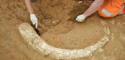Baden-Württemberg: Eiszeitlicher Mammutzahn auf Baustelle entdeckt