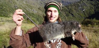 hochland-riesenbaumratte in neuguinea: warum auf der tropeninsel riesige ratten leben