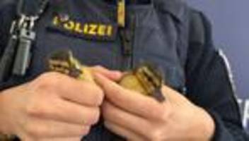 a3 bei regensburg: polizei rettet entenküken - entenmutter stirbt