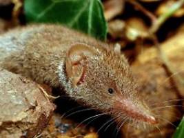 feldspitzmaus ist Überträger: mann in bayern stirbt an seltenem borna-virus