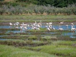 großteil der ernten vernichtet: flamingos suchen italienische reisfelder heim