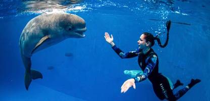 Künstliche Intelligenz soll Tiersprachen übersetzen