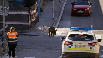Wildtiere erobern Spanien: Behörden starten Krisenplan