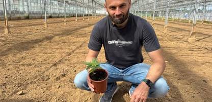 cannabis social clubs: lizenzprobleme und bürokratische hürden nach einem jahr