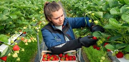 Erdbeeren aus Deutschland: Warum die Produktion teurer geworden ist - und was das für Verbraucher bedeutet