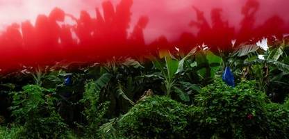 Panama: Chiquita entlässt gesamte Belegschaft