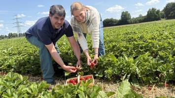Alles Geschmackssache: Die süßesten Erdbeeren zum Selbstpflücken