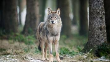 drahtschlingen als fallen für wölfe?