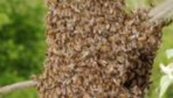 Lastwagen mit Bienen: Wie viele Bienen passen in einen Truck?