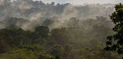 Peru: US-Bürger stirbt nach psychedelischer Pflanzen-Zeremonie im Amazonasgebiet