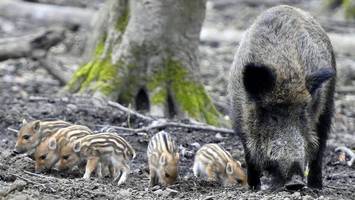 Nach Wildschwein-Attacke: Diskussion um Sicherheit von Wildgehegen