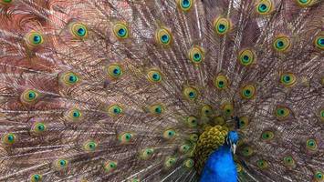 Pfau läuft auf Autobahn und blockiert Verkehr