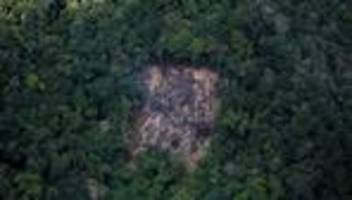 amazonas-regenwald: zerstörung des amazonas-regenwald steigt wieder an