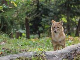 Jagd trotz besonderem Schutz: Sylt gibt Goldschakal zum Abschuss frei