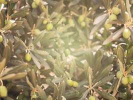 mediterrane pflanze: olivenbaum: sieben tipps für den urlaubstraum im eigenen garten