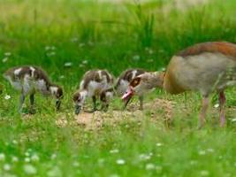 Vertreiben andere Vögel aus Nest: Die Nilgans macht sich in Deutschland breit