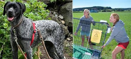 nach tödlichem zwischenfall: suchteam warnt, entlaufene hunde nicht selbst einzufangen