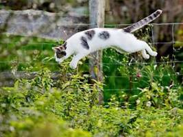 sicherer freigang: fünf tipps für einen katzensicheren garten