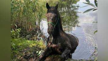 Pferd springt ins Wasser – und wird von Feuerwehr gerettet