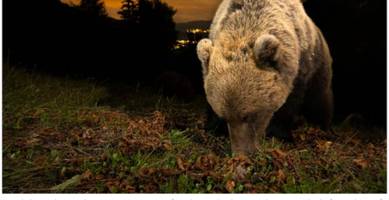 braunbären in den alpen breiten sich aus: aktionsplan soll für sicherheit sorgen