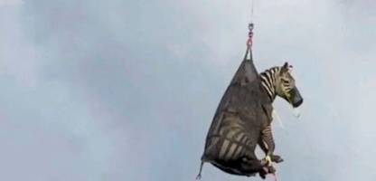ed in tennessee: entlaufenes zebra dreht runde mit dem hubschrauber