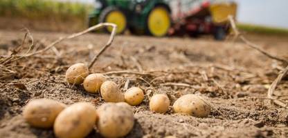 landwirtschaft: massive ernteausfälle bei kartoffeln und rüben durch pflanzenkrankheit stolbur