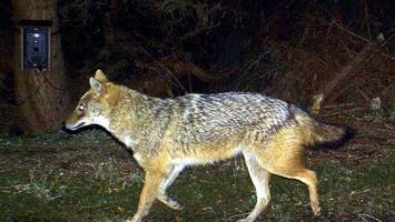 Jagd-Touristen wollen Goldschakal auf Sylt töten – Insel wehrt sich