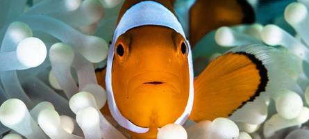 Schrumpfender Nemo: Wie Clownfische auf potenziell tödliche Hitzewellen im Meer reagieren