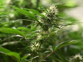 Ein Jahr nach Legalisierung: Cannabis-Boom: 20 Millionen Euro Gewinn erwartet