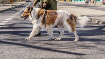 Kein Spaziergang mit dem Hund: Iran weitet Gassi-Verbot aus