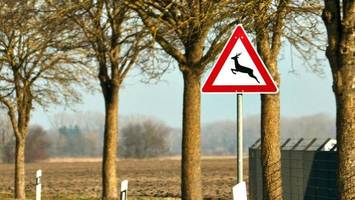 Junge Hamburgerin weicht Wildtier aus und prallt gegen Baum