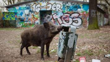 das doppelte wildschwein-dilemma von heiligensee und tegel
