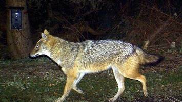 goldschakal auf sylt: gericht stoppt raubtierjagd an der nordsee