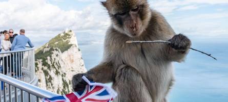 einigung im brexit-streit um den affenfelsen