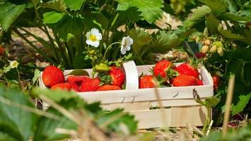 Auf diesen 9 Höfen können Sie südlich von Hamburg Erdbeeren pflücken