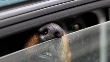 tierärztliche hochschule warnt: tiere nicht im auto lassen