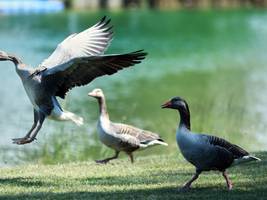 biologie: wenn gänse und menschen um die besten plätze am badesee streiten