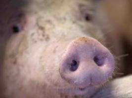 Übertragung auch per wurstbroten: erstmals afrikanische schweinepest in nrw nachgewiesen