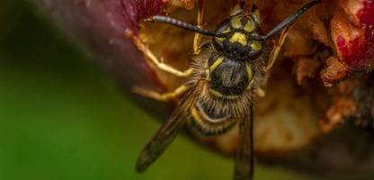 wespen vertreiben: so werden sie die insekten los - und das sollten sie vermeiden