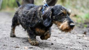 kurios: warum hunde beim reitturnier in luhmühlen im fokus stehen