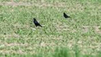 Ärger in der landwirtschaft: saatkrähen schützen oder schießen?