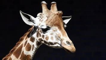 Ein Tag im Zoo Berlin – was man unbedingt sehen sollte