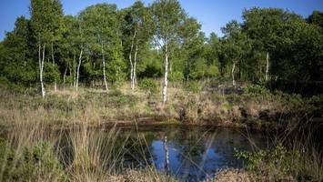 multitalente beim klimaschutz: 9 faszinierende fakten über moore