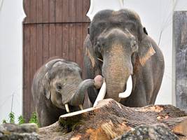 münchner zoo: „elefanten trauern, oder?“