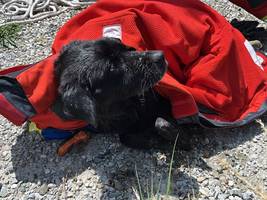 Tierischer Notfall: Oberbayern: Hündin Mia nach 20 Kilometern in Innkanal gerettet