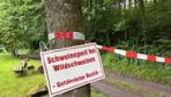 tierkrankheiten: schweinepest in nrw - behörden beraten über konsequenzen