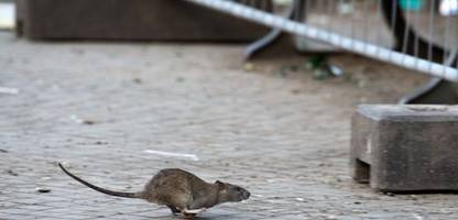 Berlin-Neukölln: Bezirk warnt vor Rattenplage auf Hermannplatz