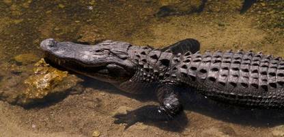 vechta: kein alligator im regenrückhaltebecken – video war ein fake