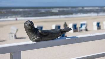 neue attraktion auf sylt: 200 robben sonnen sich in westerland