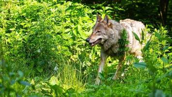 wolfsrisse: kreis helmstedt fordert mehr herdenschutz